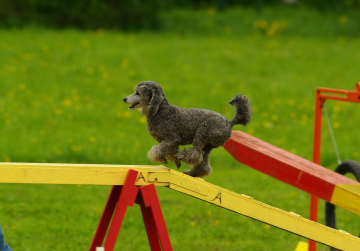 agility-686631_1920